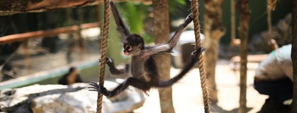bebe mono trepando entre 2 cuerdas