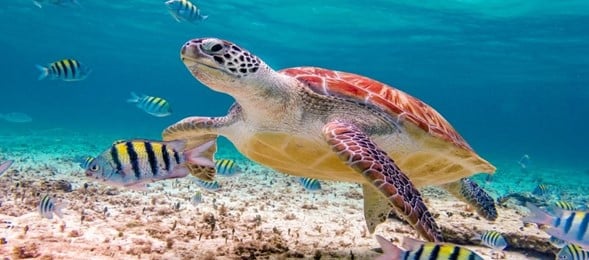 tortuga marina cerca del fondo del mar